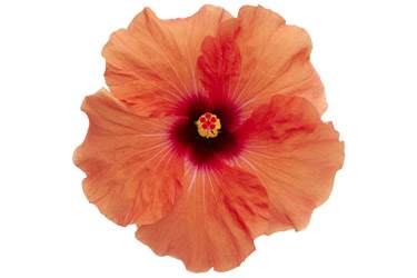 Hibiscus Adonis Salmon Variety Thumbnail.jpg